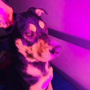 Meet your Posher, Elijah